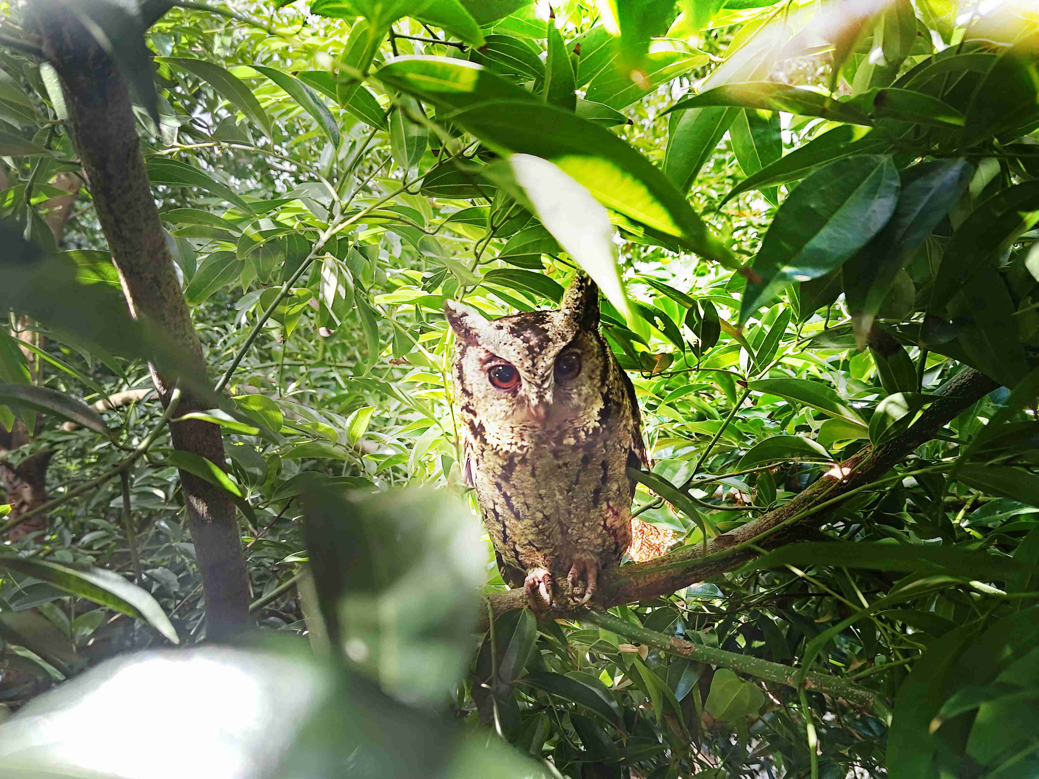 银河集团致力提倡净零绿生活，，，，16年以来在全球各厂区植树逾百万棵，，，造就各厂区树木蔚然成林，，，犹如森林工厂，，，成为许多生物的栖息地